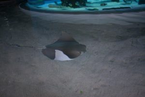 Aquarium Adventure - Stingray