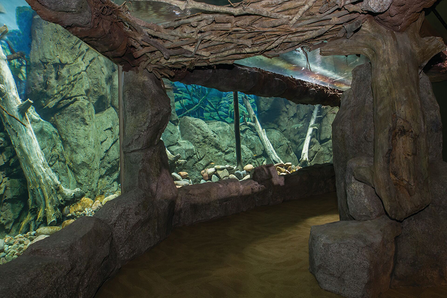 The Under River exhibit at Wonders of Wildlife featuring an aquarium that has river fish swimming above and next to you.