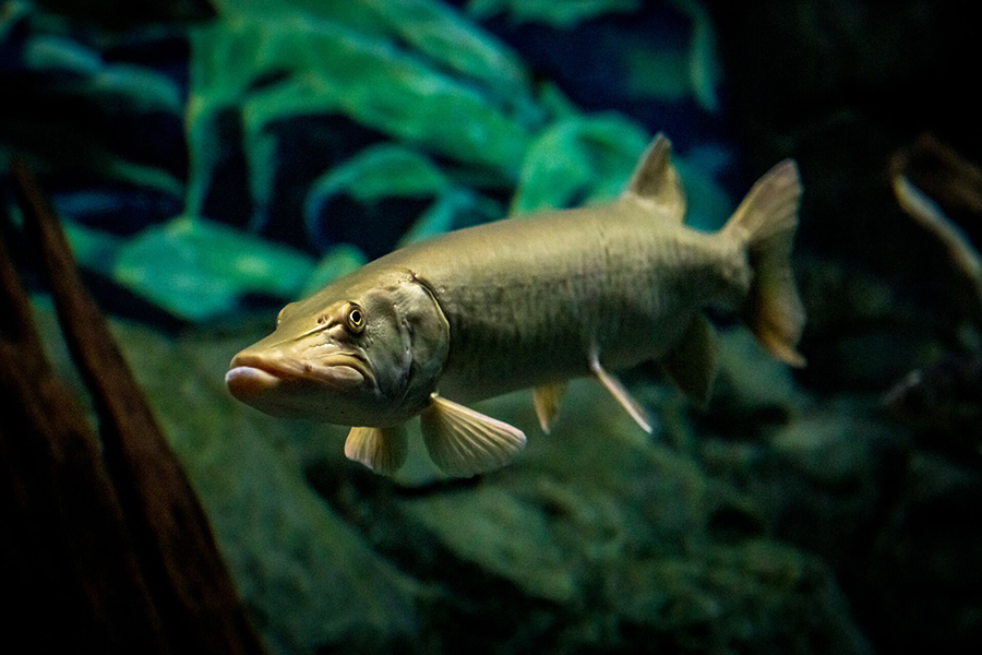 A large pike swimming the Under River exhibit of Wonders of Wildlife.