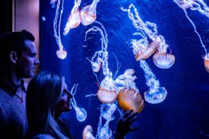 Jellyfish Exhibit at Wonders of Wildlife