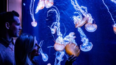 Jellyfish Exhibit at Wonders of Wildlife