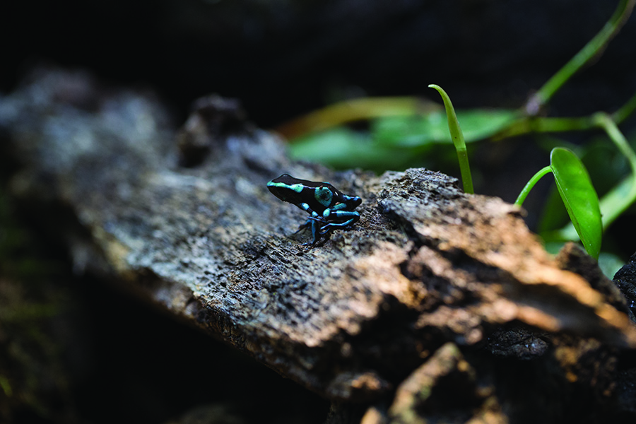 A black in color poison dart frog perched on a log in the Amazon Rainforest exhibit of Wonders of Wildlife.