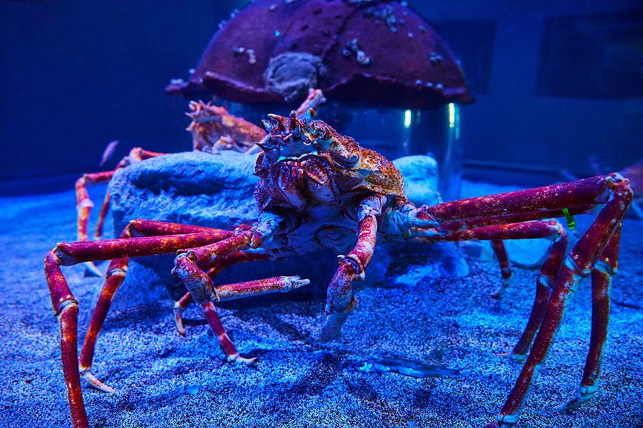 2021_WOW_AquariumAdventure_Seashells&Marvels_4 2021_WOW_AquariumAdventure_Seashells&Marvels_4