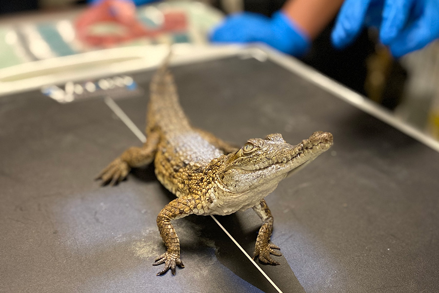 A young Orinoco crocodile at WOW that was later released back into the wild after over a year.