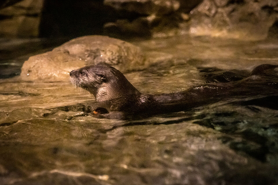 River otter in the WOW River and Streams exhibit