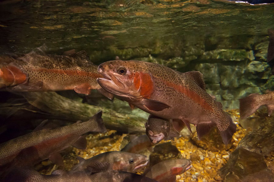 Rainbow trout in the WOW River and Streams exhibit.