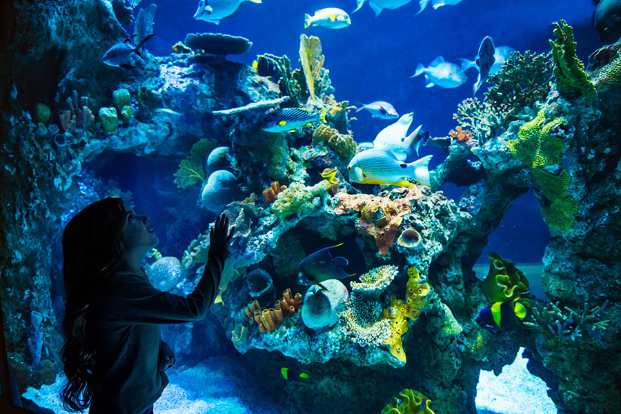 2024_WOW_OpenOceanExhibit_Header_900x600