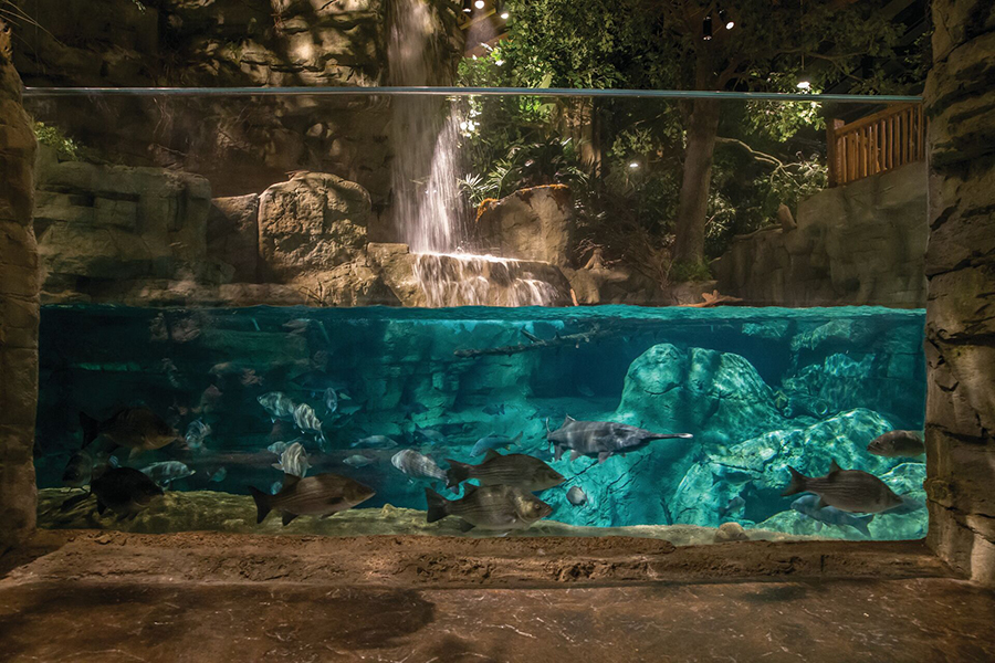 A side view of the Community Pond exhibit at Wonders of Wildlife where you can see underwater and all the fish that call the exhibit home.