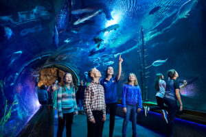 A photo of a group of young guests at Wonders of Wildlife looking up at water tunnel where large fish swim overhead and around them.