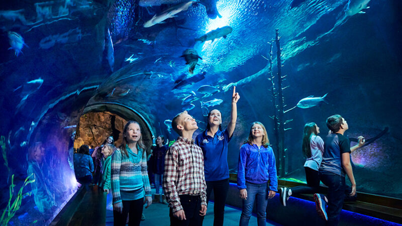 A photo of a group of young guests at Wonders of Wildlife looking up at water tunnel where large fish swim overhead and around them.