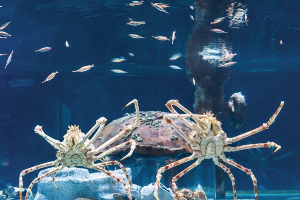 Aquarium Adventure Marvels of the Deep Crabs