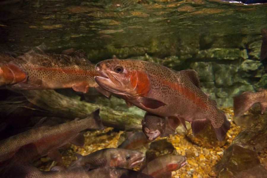 Aquarium Adventure - Under River Experience