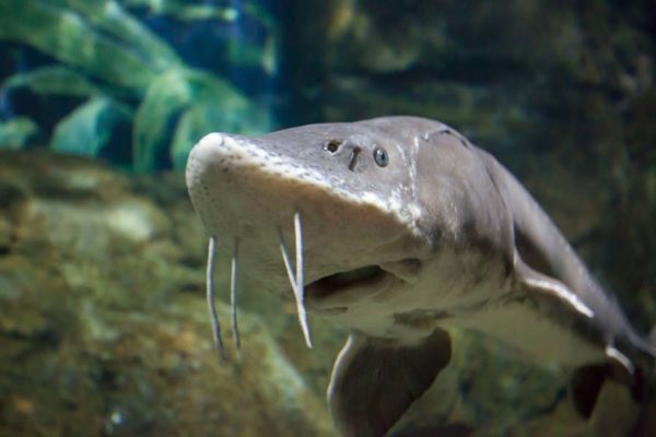 Aquarium Adventure - Under River Experience