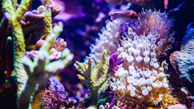 Coral aquarium hot sale