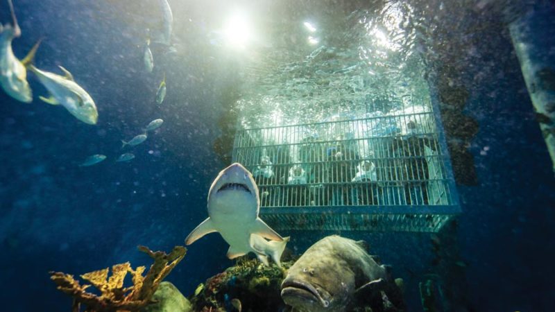 Out to Sea Shark Dive