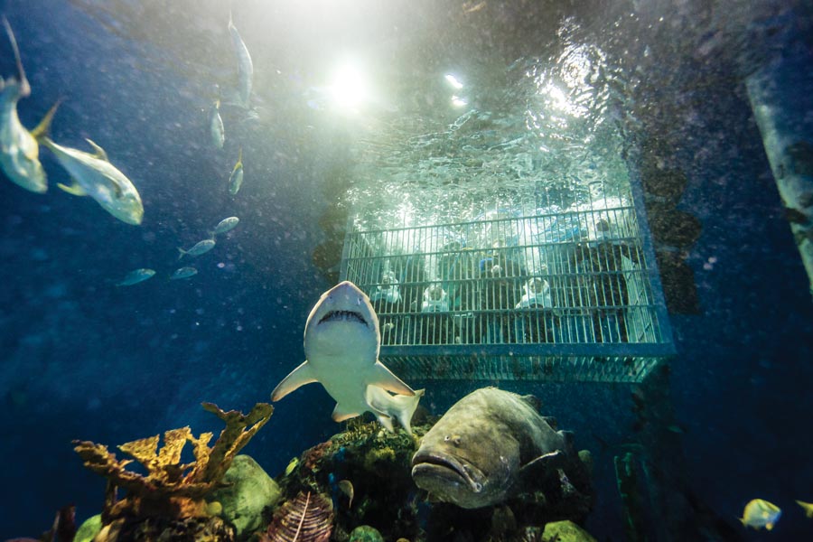 Out to Sea Shark Dive, Underwater Experience