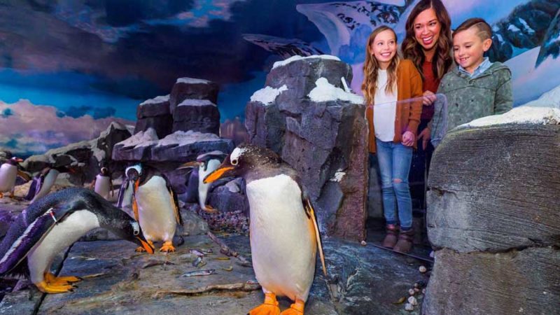 Penguin Encounter