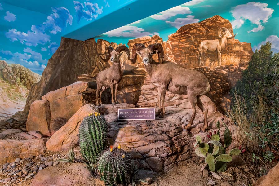 Wildlife Galleries - National Parks - Southwest Desert Bighorn Sheep