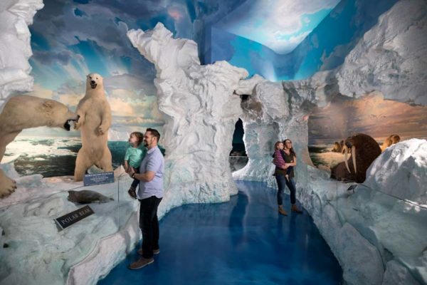 Wildlife Galleries - Polar Expedition