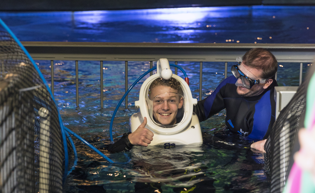 Out to Sea Shark Dive, Underwater Experience