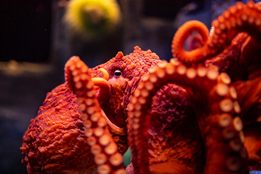 Octopus Up Close