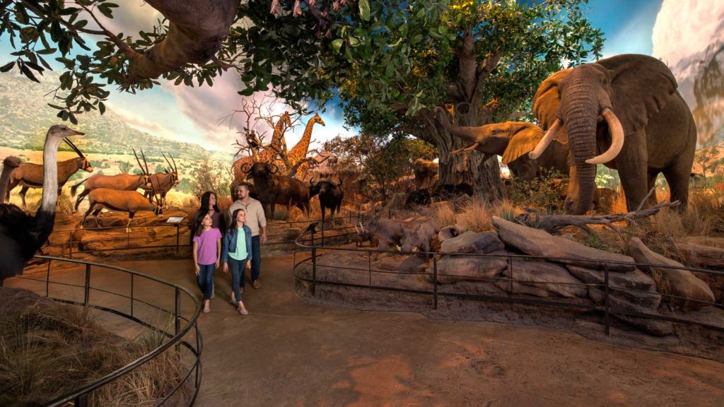 Wildlife Galleries - Great African Hall