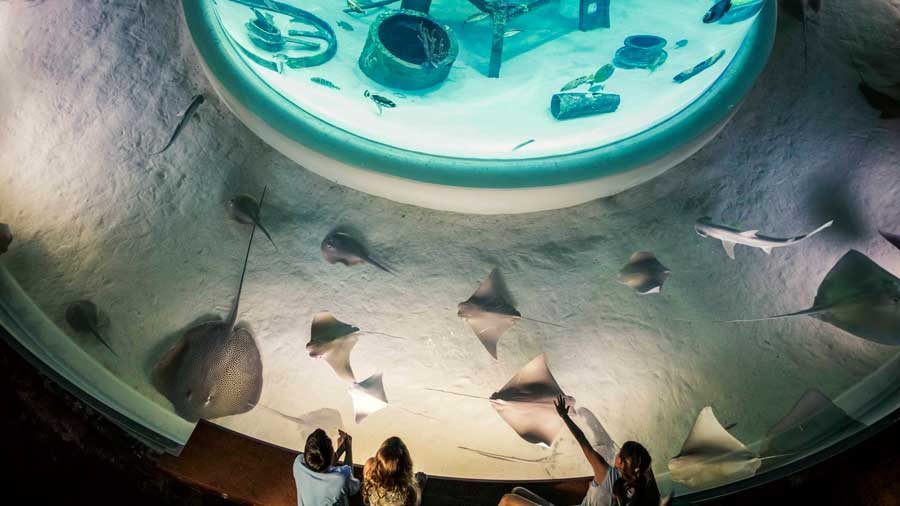 Aquarium Adventure - Stingray touch exhibit
