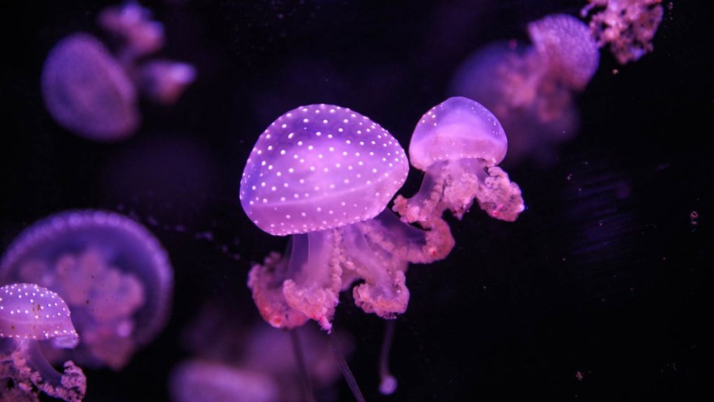 Jellyfish at Wonders of Wildlife