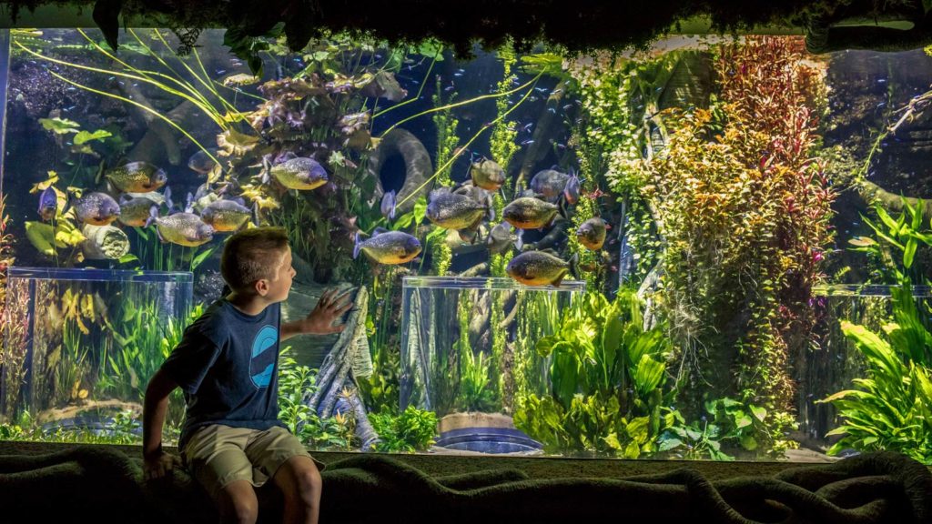 Piranhas in the Amazon