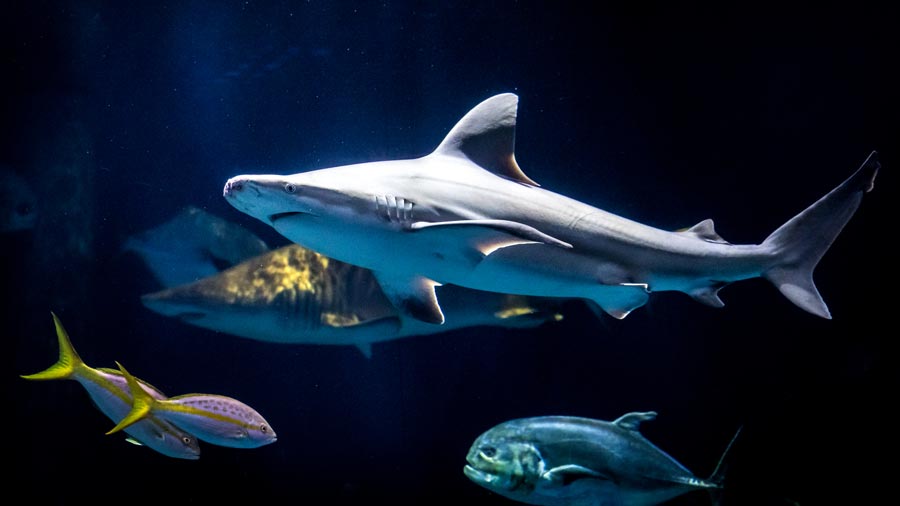 Shark Week at Wonders of Wildlife