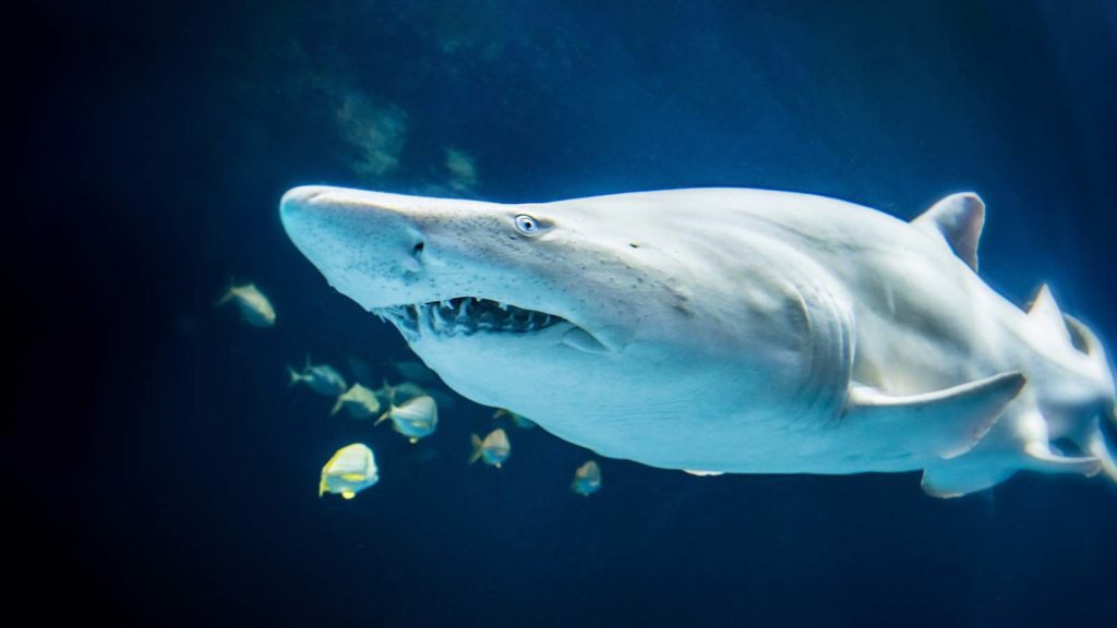 Shark Week at Wonders of Wildlife