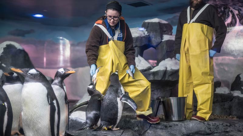 Zookeeper feeding penguins at Wonders of Wildlife