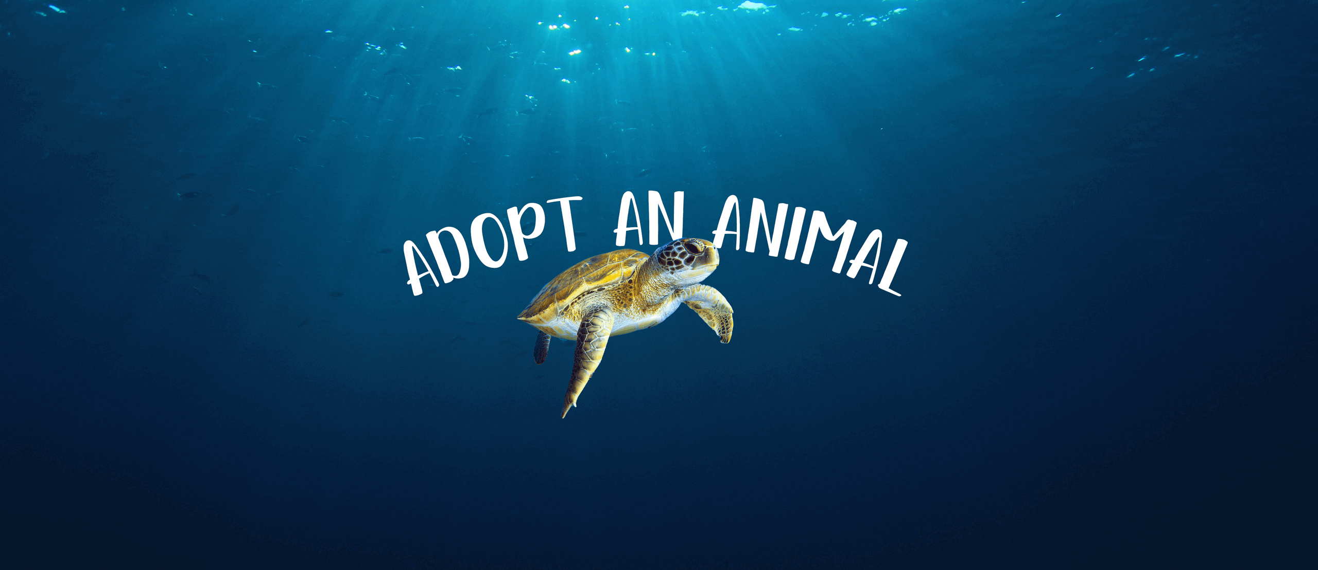 Adopt an Animal | Wonders of Wildlife | National Museum & Aquarium