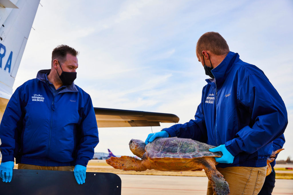 Two staff members wearing face masks carefully move a loggerhead sea turtle from one crate to another before heading to Wonders of Wildlife.