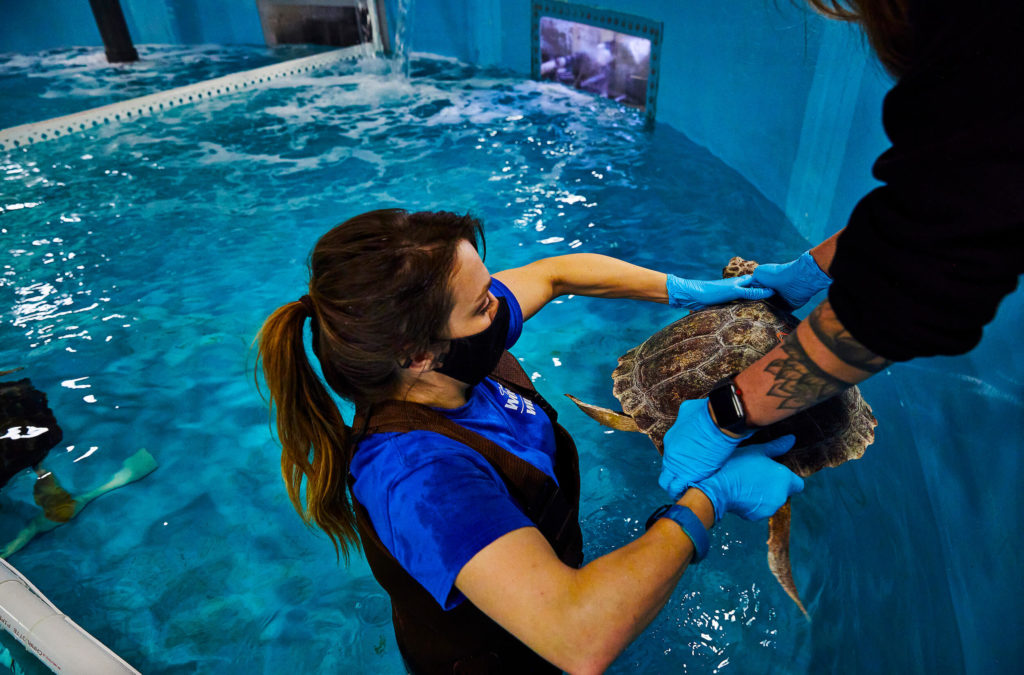 A face masked staff member carefully takes a loggerhead sea turtle from another staff member and places the turtle into the water below.