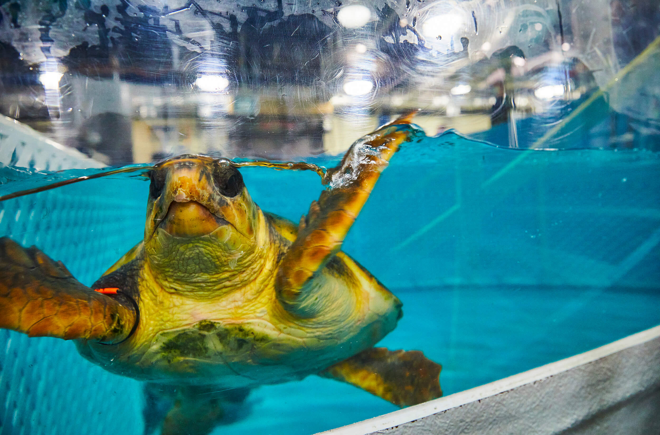 Wonders of Wildlife National Museum and Aquarium - loggerhead sea turtles 06