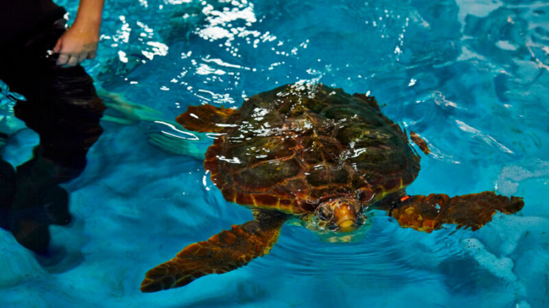 Staff stands over a loggerhead sea turtle that swims in a holding tank after an exam.