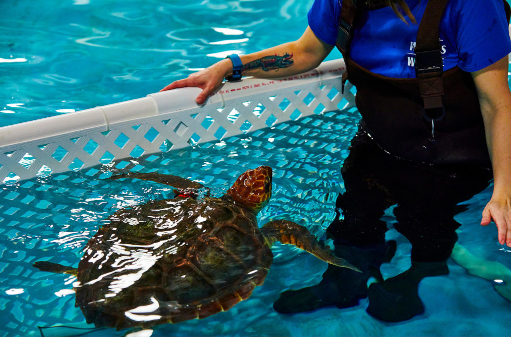 A loggerhead sea turtle rises it's head up out of the water and looks up at a staff member standing in the holding tank.