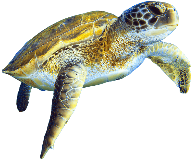 https://wondersofwildlife.org/wp-content/uploads/2020/12/sea-turtle.png