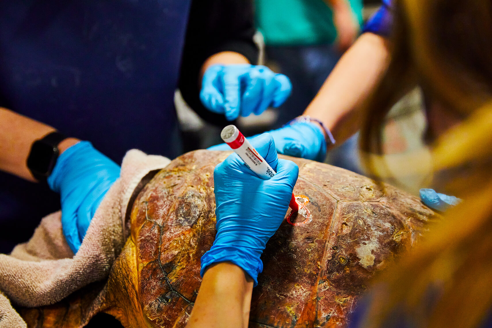 Turtle being tagged