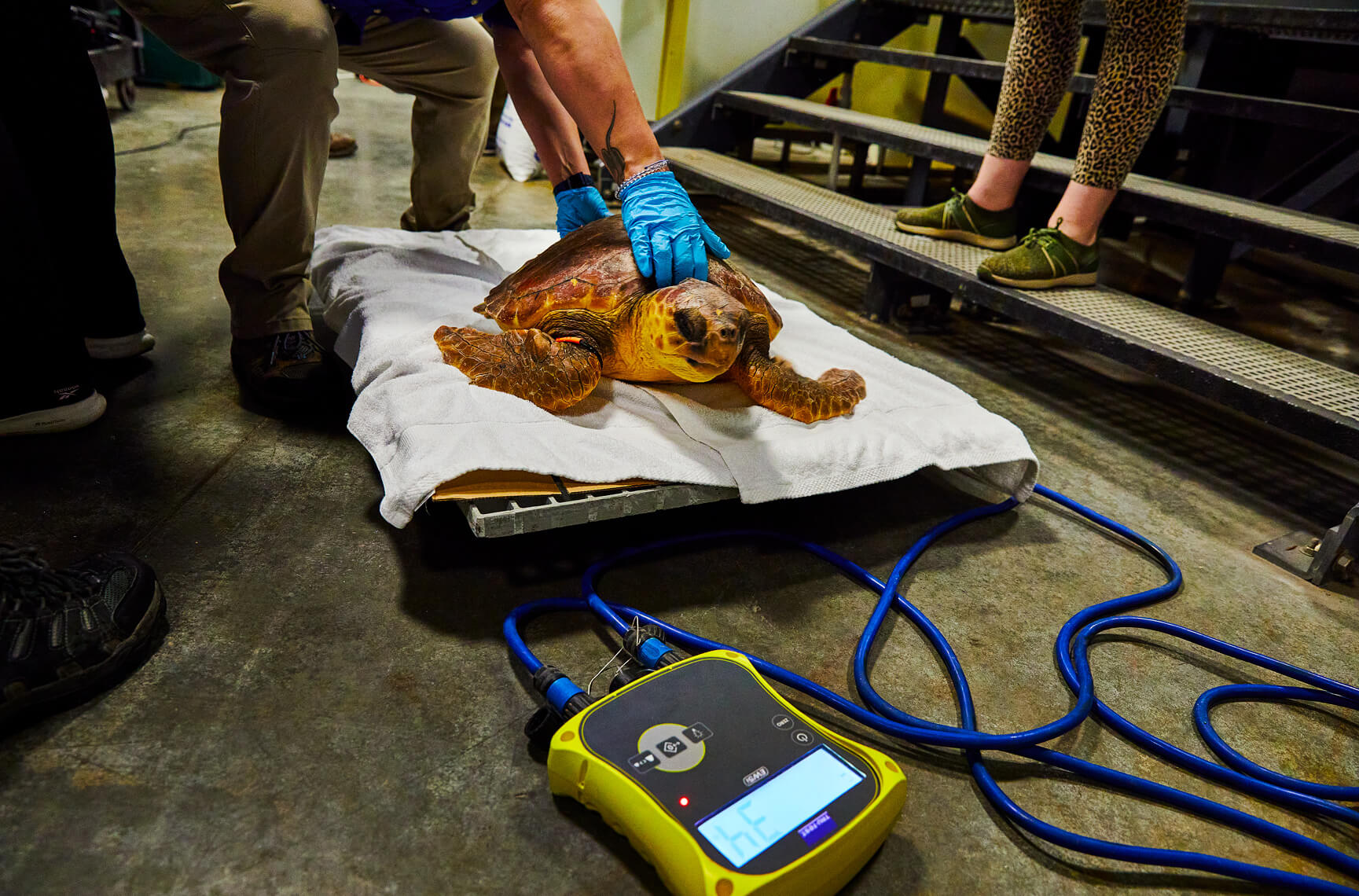 Sea Turtle Medical Tests