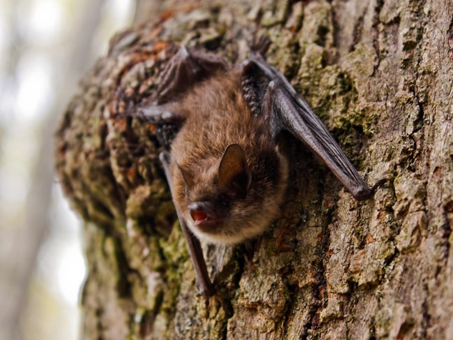 bat bat