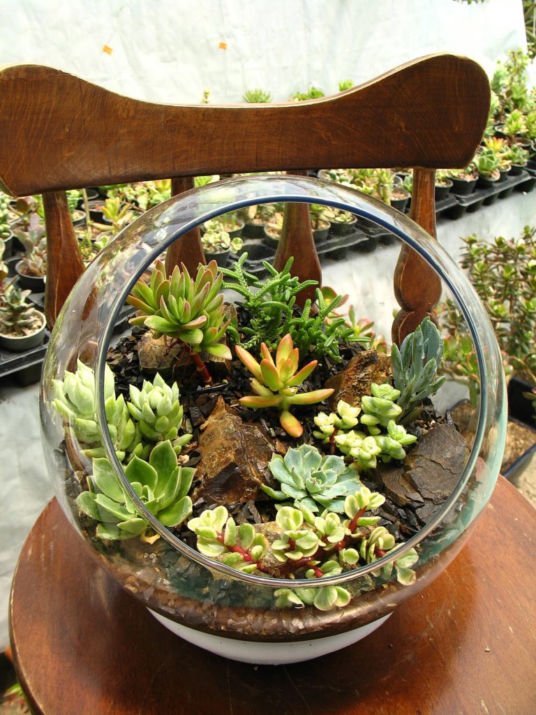 1200px-Succulent_plant_Terrarium
