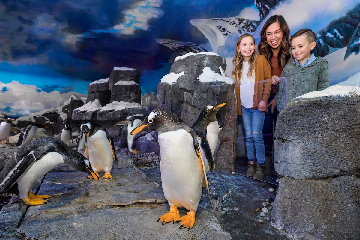 Wonders of Wildlife - Penguin Encounter at Penguin Cove - gentoo penguins-2