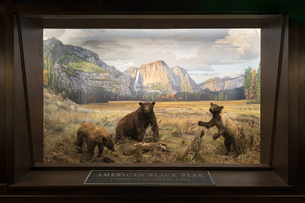 WG_National-Parks_Yosemite_black-bear_Brandon-Alms-2