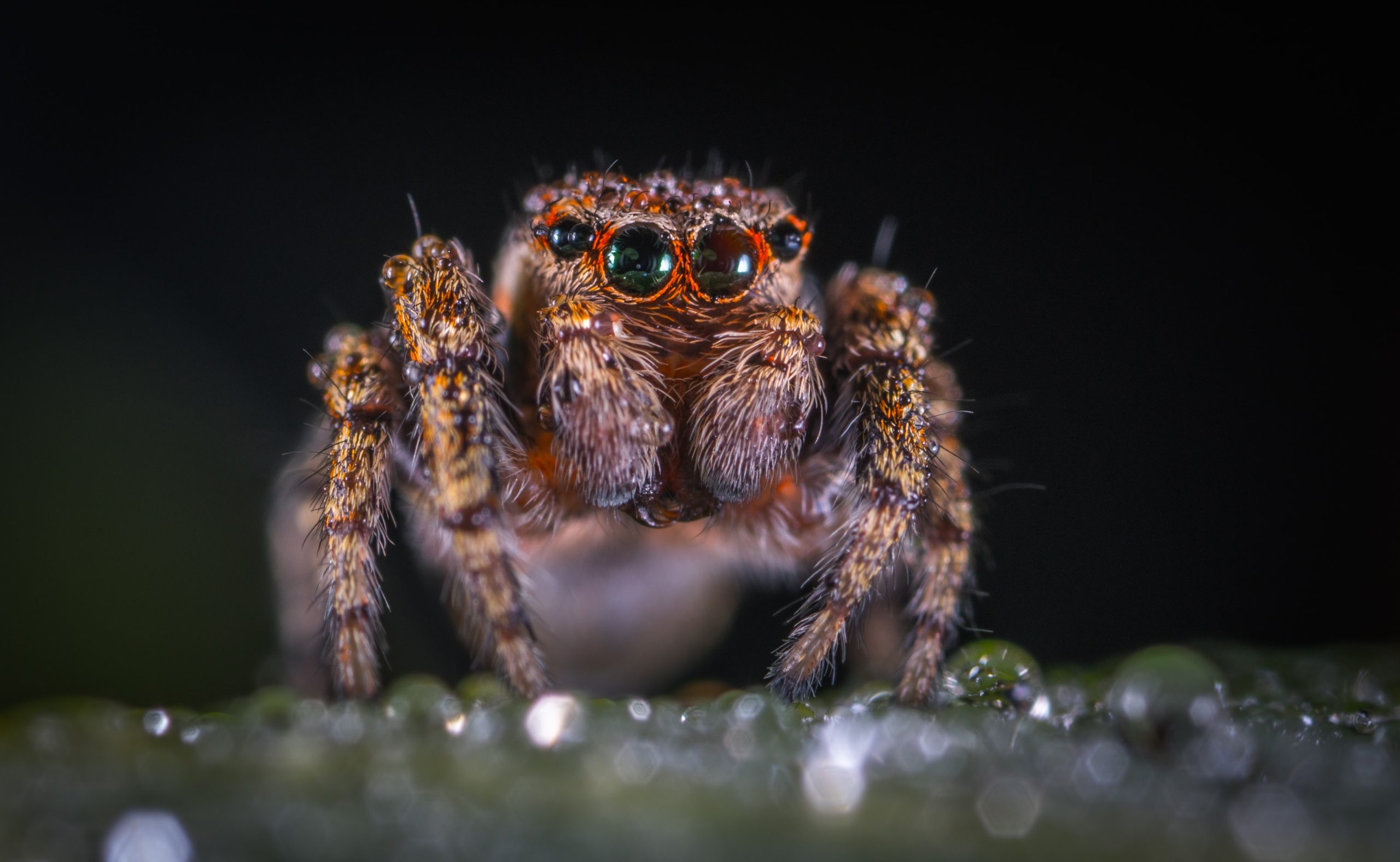 Spider Conservation Mission Conservation: Spiders | Wonders of Wildlife