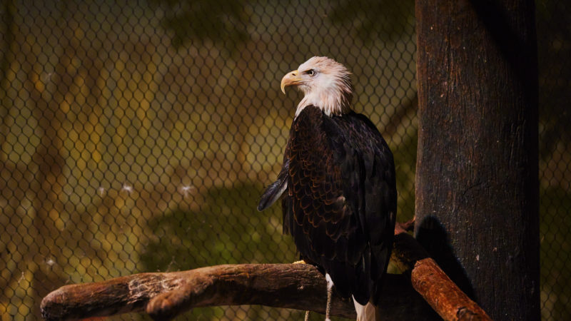 Riser's Conservation Story: How an American Bald Eagle Prevailed