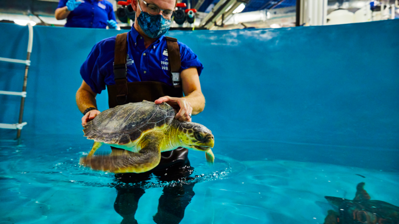 A staff member with a face mask carefully places a sea turtle down into the water of a holding tank.