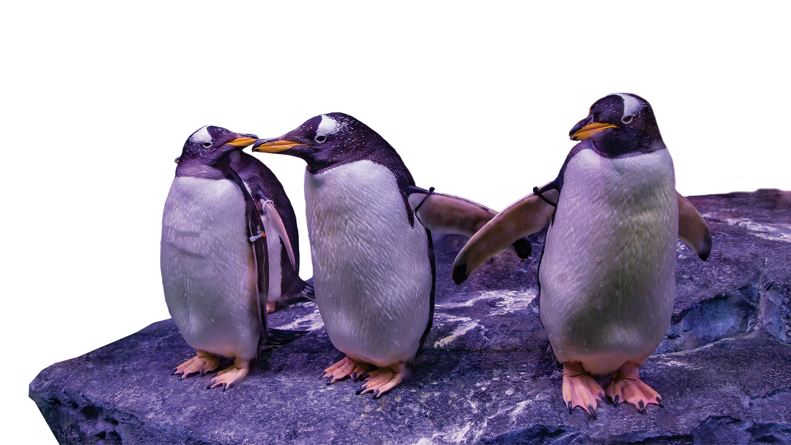 Penguins_crop2