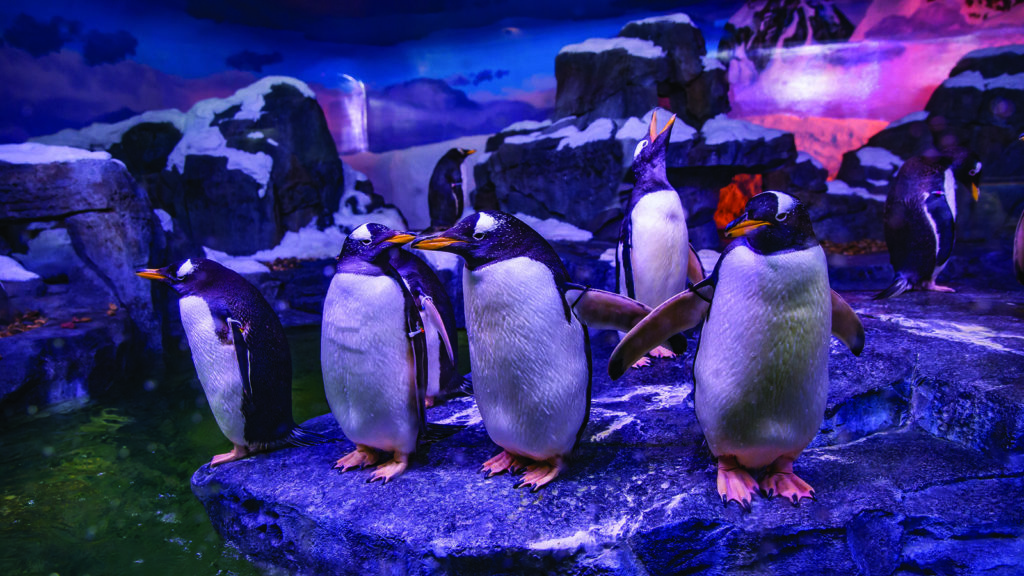 wildlife galleries penguins
